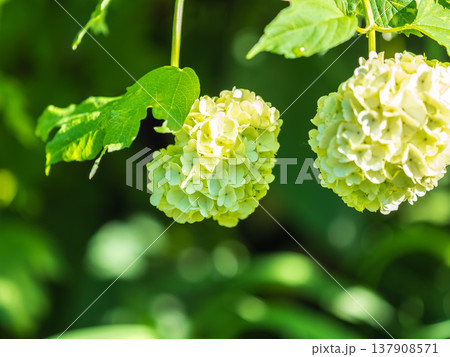 Lush white flowers of viburnum roseum with blurred background.. Lush white flowers of viburnum roseum with blurred background.. 137908571