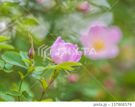 Blooming rosehip flower, beautiful pink flower on a bush branch. Beautiful natural background of blooming greenery. Blooming rosehip flower, beautiful pink flower on a bush branch. Beautiful natural background of blooming greenery. 137908574