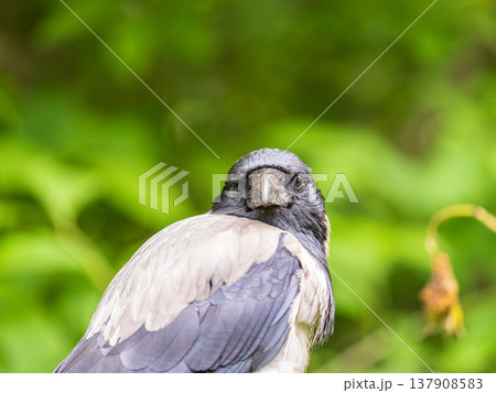 Hooded crow, corvus cornix, standing on the lawn in the spring or summer Hooded crow, corvus cornix, standing on the lawn in the spring or summer 137908583