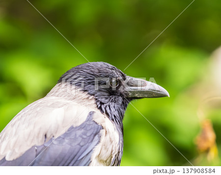 Hooded crow, corvus cornix, standing on the lawn in the spring or summer Hooded crow, corvus cornix, standing on the lawn in the spring or summer 137908584