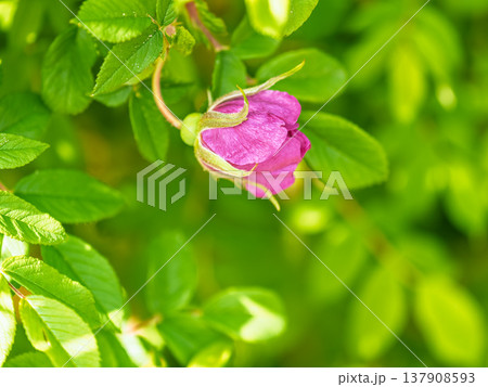 Blooming rosehip flower, beautiful pink flower on a bush branch. Beautiful natural background of blooming greenery. 137908593