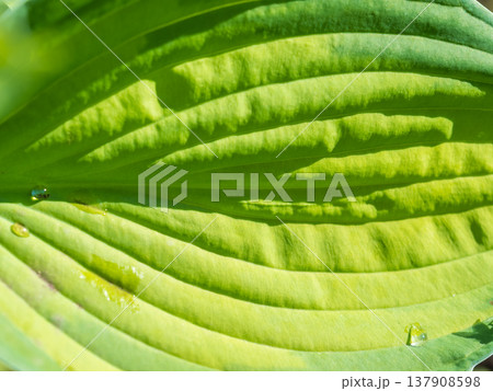Green leaves with water drops after rain Green leaves with water drops after rain 137908598