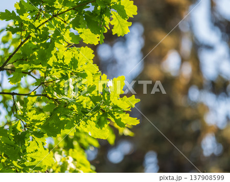 Green oak leaves background. Plant and botany nature texture. green oak leaves in woods 137908599