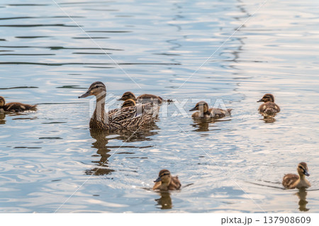 A family of ducks, a duck and its little ducklings are swimming in the water. The duck takes care of its newborn ducklings. Mallard, lat. Anas platyrhynchos A family of ducks, a duck and its little ducklings are swimming in the water. The duck takes care of its newborn ducklings. Mallard, lat. Anas platyrhynchos 137908609