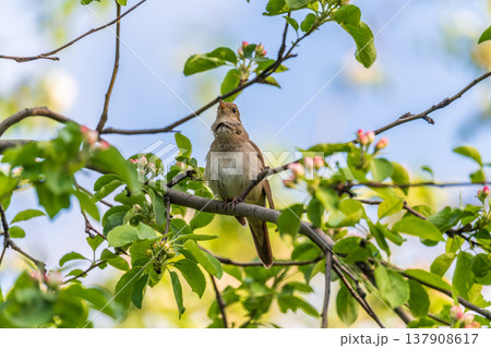 Thrush Nightingale, Luscinia luscinia. A bird sits on a tree branch and sings 137908617