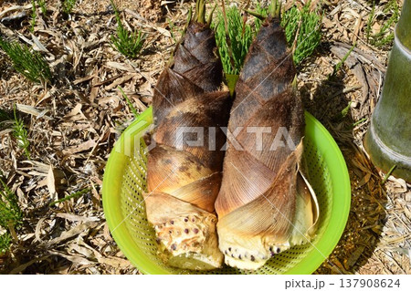 竹の子 春の食材 竹の子 春の食材 137908624