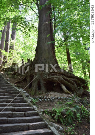 羽黒山の杉並木 137908648