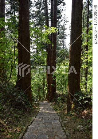 羽黒山の杉並木 137908649