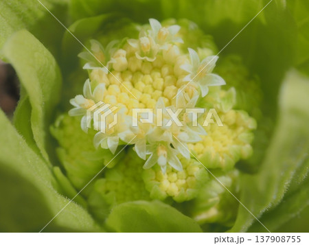 ふきの花(afli20260305131846) ふきの花(afli20260305131846) 137908755