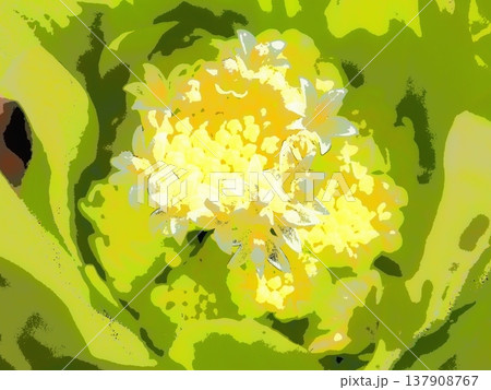 ふきの花（afr2 20260305131846） 137908767