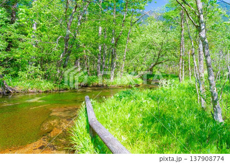 【絶景】初夏の上高地・新緑の田代池【長野県】 【絶景】初夏の上高地・新緑の田代池【長野県】 137908774