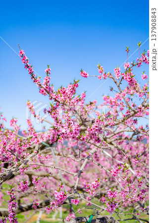 【花素材】春の桃園に咲く桃の花【長野県】 137908843