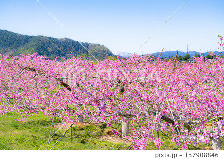【花素材】春の桃園に咲く桃の花【長野県】 137908846