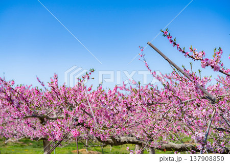 【花素材】春の桃園に咲く桃の花【長野県】 137908850