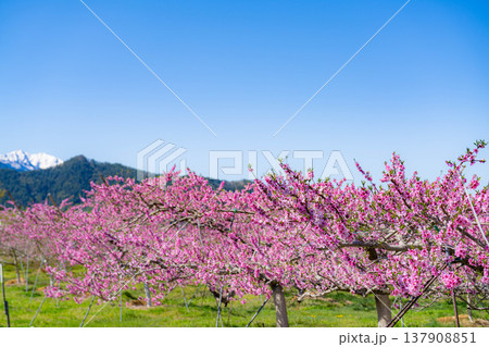 【花素材】春の桃園に咲く桃の花【長野県】 137908851