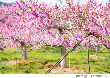【花素材】春の桃園に咲く桃の花【長野県】 【花素材】春の桃園に咲く桃の花【長野県】 137908854