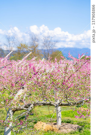 【花素材】春の桃園に咲く桃の花【長野県】 【花素材】春の桃園に咲く桃の花【長野県】 137908866
