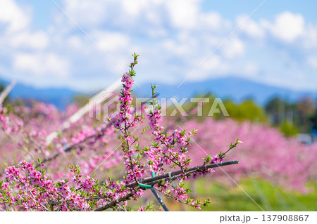 【花素材】春の桃園に咲く桃の花【長野県】 【花素材】春の桃園に咲く桃の花【長野県】 137908867