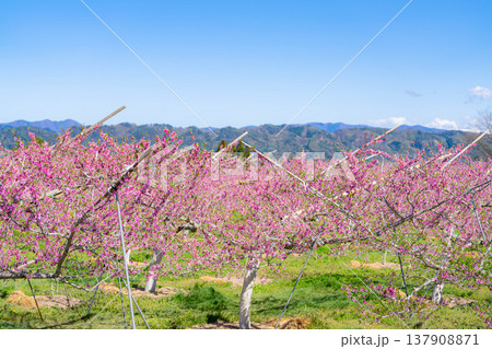 【花素材】春の桃園に咲く桃の花【長野県】 137908871
