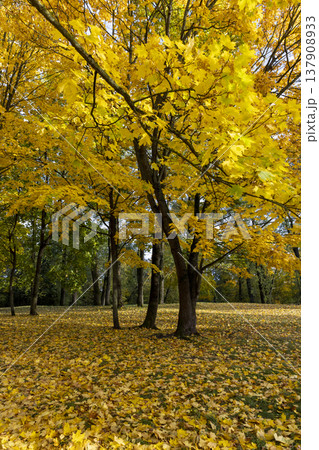 cloudy windy weather in the park in the autumn season, deciduous trees with yellow foliage due to strong wind and leaf fall in cloudy weather without sunlight 137908933