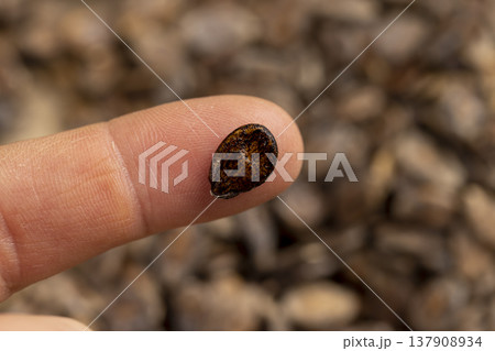 hold one dried watermelon seed during storage to prepare and plant seedlings before the next season, spotted dry brown hard watermelon seeds for a new crop of food hold one dried watermelon seed during storage to prepare and plant seedlings before the next season, spotted dry brown hard watermelon seeds for a new crop of food 137908934