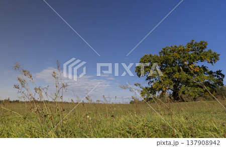 tree with foliage changing color to yellow in sunny weather against a blue sky, nature during the change in the autumn season tree with foliage changing color to yellow in sunny weather against a blue sky, nature during the change in the autumn season 137908942