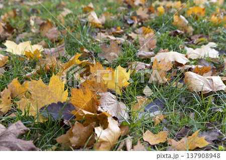 sparsely scattered foliage of trees in the green grass in autumn, yellow foliage of maples and other trees that have fallen to the ground in the autumn season 137908948