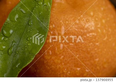 wet juicy ripe orange tangerine with green leaf, fruit on a wooden table, unpeeled ripe with orange peel, a small tangerine with a long green leaf covered with drops of water 137908955