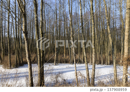 a swamp covered with snow and ice in winter, a large number of trees growing in a swam , blue sky and sunny weather at sunset 137908959