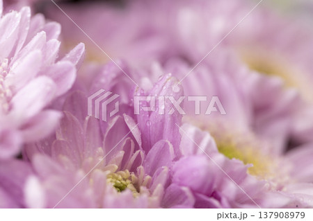wet beautiful bush chrysanthemums in large numbers in a bouquet for giving on holidays, a huge bouquet with bright, fresh and fragrant chrysanthemums covered with drops of water wet beautiful bush chrysanthemums in large numbers in a bouquet for giving on holidays, a huge bouquet with bright, fresh and fragrant chrysanthemums covered with drops of water 137908979