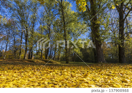 the grass on the ground is completely covered with yellow and orange foliage in a park , tall old maples with yellow foliage during leaf fall in the sunny autumn season the grass on the ground is completely covered with yellow and orange foliage in a park , tall old maples with yellow foliage during leaf fall in the sunny autumn season 137908988