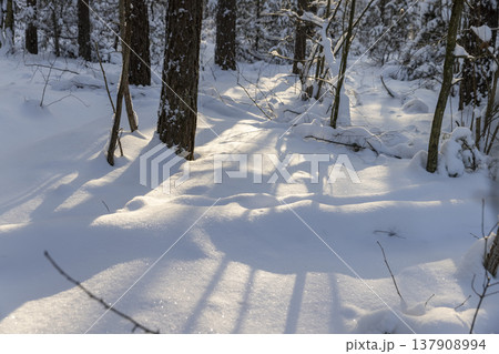 mixed forest with tall pines in a forest covered with snow and large white snowdrifts in nature after snowfalls, bright and crisp snow in a coniferous forest with tall old pine trees mixed forest with tall pines in a forest covered with snow and large white snowdrifts in nature after snowfalls, bright and crisp snow in a coniferous forest with tall old pine trees 137908994