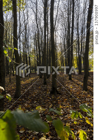 yellowing maple in autumn in sunny weather, big changes in the forest on trees in autumn, the sun shines through the trees and shines through the foliage 137908997