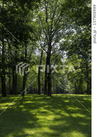 fresh grass in the park in the spring season with deciduous trees with green foliage, sunny warm spring weather in the park with different types of trees, shade from bright sunlight fresh grass in the park in the spring season with deciduous trees with green foliage, sunny warm spring weather in the park with different types of trees, shade from bright sunlight 137908999
