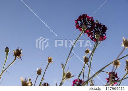 beautiful hybrid red cornflowers in the autumn season in the garden , the last few cornflowers, blue sky 137909011