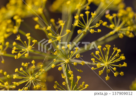 unripe dill seeds in the autumn season in sunny, clear weather against t plants, a large number of dill plants to obtain seeds for the future harvest unripe dill seeds in the autumn season in sunny, clear weather against t plants, a large number of dill plants to obtain seeds for the future harvest 137909012