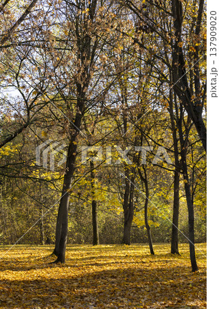park with falling leaves and trees partially with yellow and orange foliage during the fall of leaves, beautiful autumn nature in the park 137909020