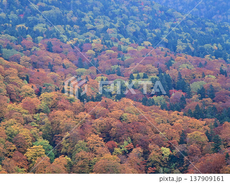 錦平の紅葉 錦平の紅葉 137909161