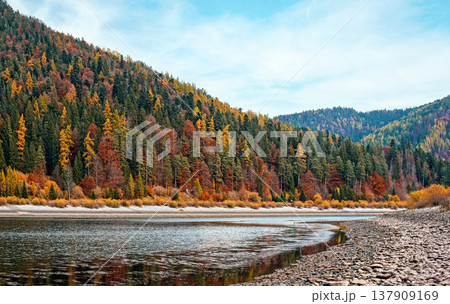 Calm lake with low water - round stones at shore visible, autumn coloured coniferous trees on other side, blue sky above 137909169