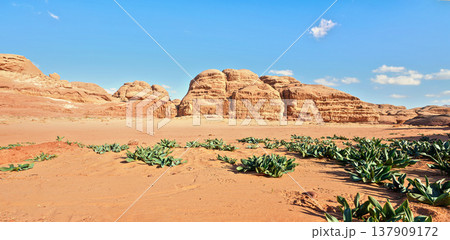 Rock cliff formations in Wadi Rum desert, bright sun shines on red dust and rocks, Sea squill plants (Drimia maritima) in foreground, blue sky above Rock cliff formations in Wadi Rum desert, bright sun shines on red dust and rocks, Sea squill plants (Drimia maritima) in foreground, blue sky above 137909172