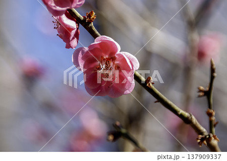 強い芳香を放つ淡い紅色の唐梅(からうめ)【中国から渡来】 137909337