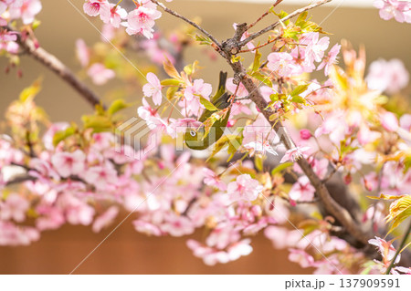満開の桜の中で食事中のメジロ 137909591