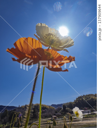 青空に映える満開のポピー。色鮮やかな春の彩り 青空に映える満開のポピー。色鮮やかな春の彩り 137909644