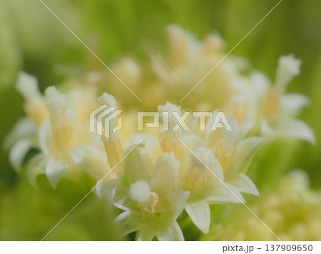 横から見る、ふきの花（afli20260305132209） 137909650