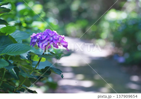 輝く緑の中の紫陽花 137909654
