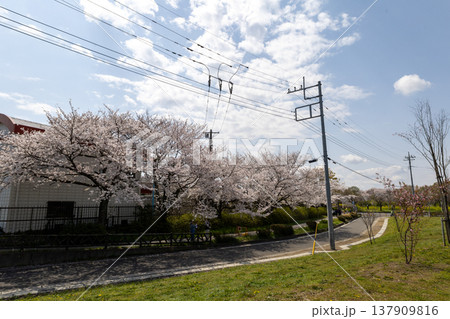 4月　幸手権現堂桜堤　桜並木 137909816