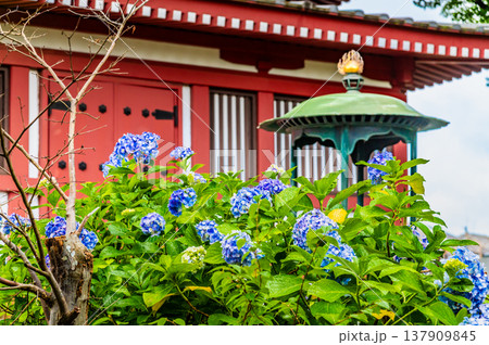 千葉 本土寺 雨上がりのアジサイ 千葉 本土寺 雨上がりのアジサイ 137909845