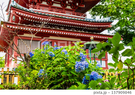 千葉 本土寺　雨上がりのアジサイ 137909846