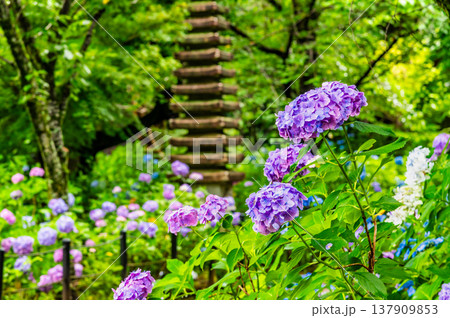 千葉 本土寺　雨上がりのアジサイ 137909853