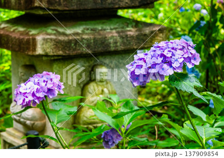 千葉 本土寺　雨上がりのアジサイ 137909854